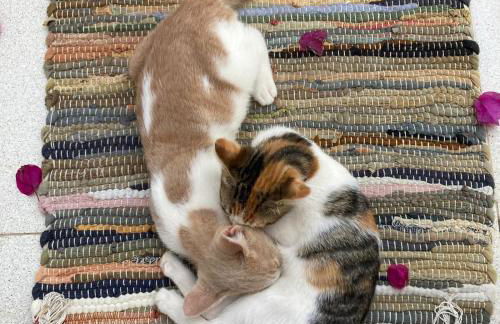 Seaside Studios Arkasa Karpathos - Photo 22