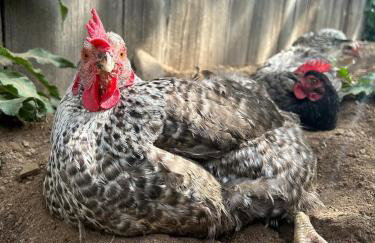 Fingerlakes farm with goats & chickens - Foto 47