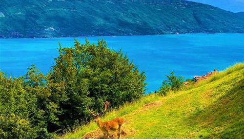 Residence Casa Silvana - Foto 4, Garden