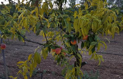 Finca Sa Cova de Mallorca - Foto 53