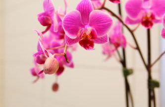 Villa Salobre Master and Sun - Foto 57