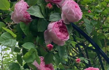 Ferienwohnung Päusken mit Rosengarten im Hochsauerland - Foto 13