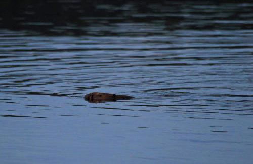 Holiday Home Elbufer 4B by Interhome - Foto 15