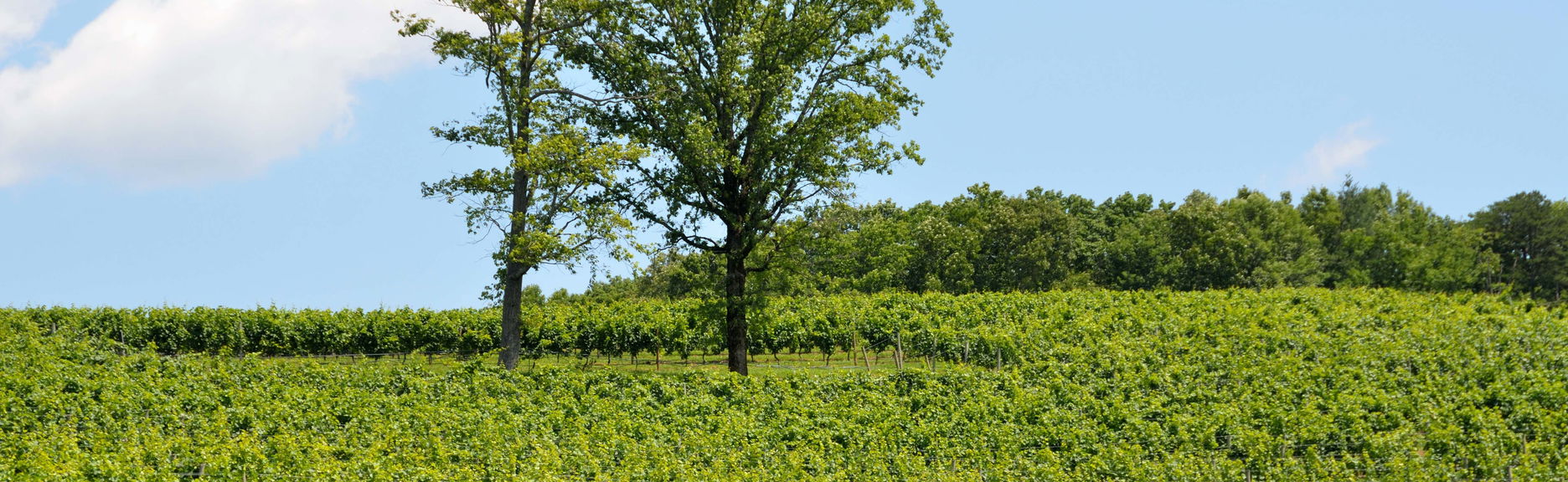 Tour de viñedos y bodegas por el norte de Georgia