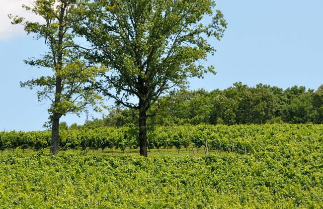 Tour de viñedos y bodegas por el norte de Georgia - Foto 1