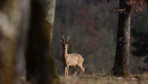 Mon Petit Domaine - Foto 4
