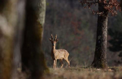 Mon Petit Domaine - Foto 4