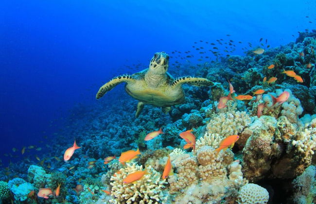 Nyaman Catamaran - Foto 27