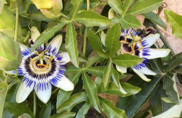 Villa La Marpierre - Foto 37