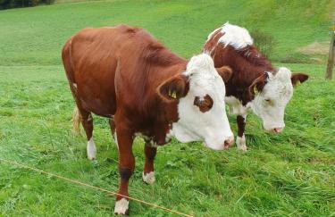 Ferienwohnung am Siegelbächle - Foto 12