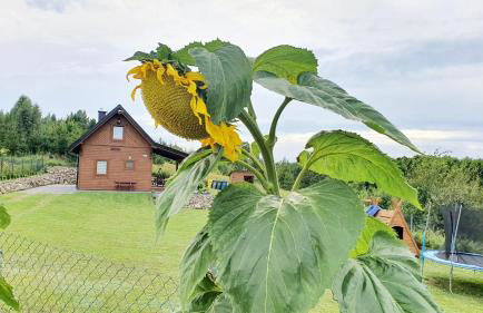 Domek Madzia - Foto 18