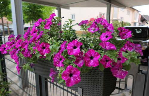 Ferienwohnung, 1-Zimmer, 1-3 Personen, 31 qm, mit Balkon, in ruhige Lage, direkt an der Aach - Photo 27