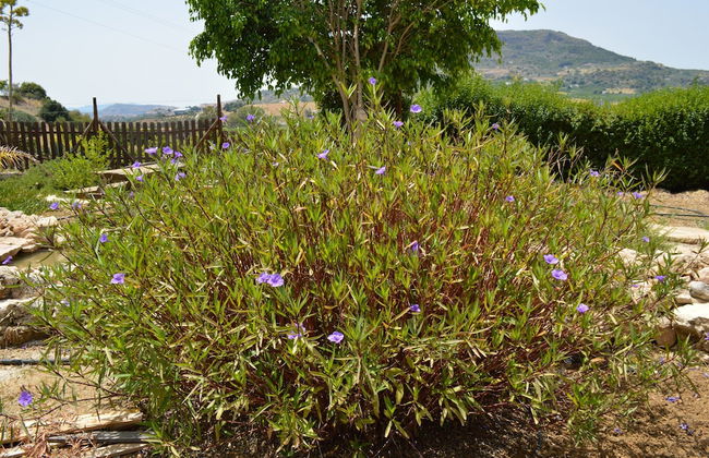 Cortijo Veracruz - Photo 38