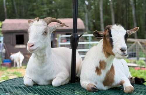 Catskills Aframe, Water View, Goat Sanctuary - Foto 65
