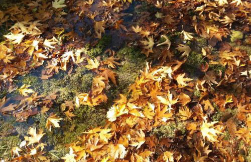 Wood Cabins by the River - for Nature Lovers - Photo 60
