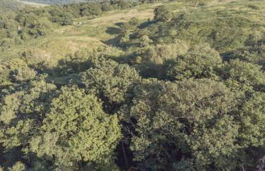 Chestnut Tree House with Hot tub & Sauna - Foto 20