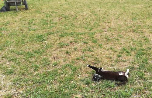 Pensjonat Przy Stajni - Foto 46