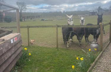 Bridie -rose with wood tub country retreat mini zoo - Foto 20