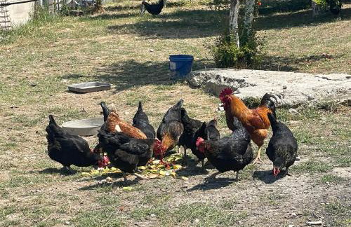 The Doctor's house - Το σπίτι του γιατρού - Photo 21