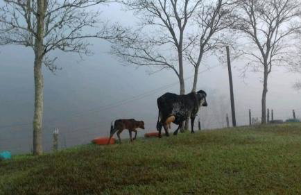 Celeiro Verde - Foto 9