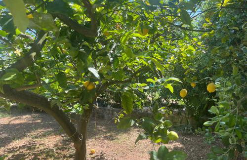 Nespolilla - Foto 13