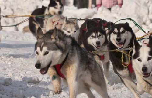 New-Game Room-Nearby Lake-Airport-Family-Bear Haus - Photo 52