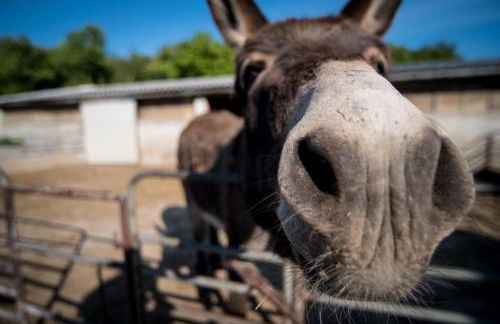 Agriturismo Ostrouska - Photo 25