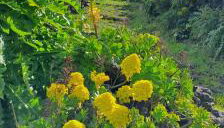 Casa Poesía de El Hierro - Poetry House of El Hierro, situated in the center of El Pinar - Foto 2