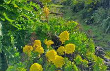 Casa Poesía de El Hierro - Poetry House of El Hierro, situated in the center of El Pinar - Foto 2