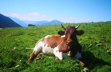 Chalet Chiemgau 90 qm 3 Zimmer Balkon - Foto 33