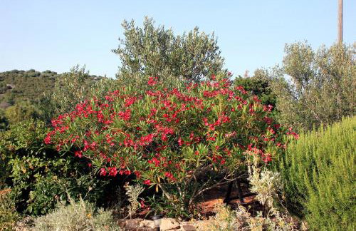 Apartments with parking space Zaglav, Dugi otok - 878 - Foto 7