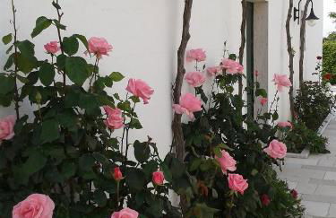 La Ferula Bed&Pool - Foto 32