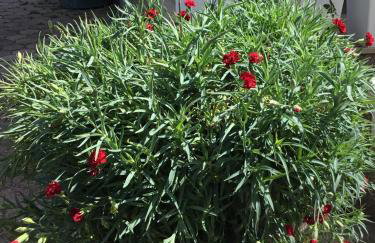 Apartments More - Photo 20