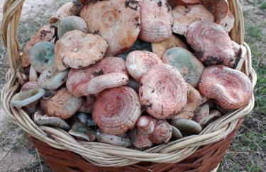 Casas Rurales Majana 1 - Foto 69