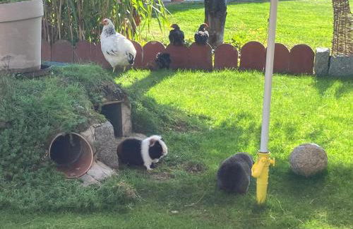 Ferienhaus Zillendorf - Foto 29