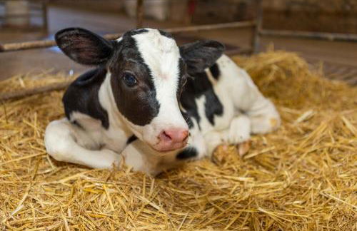 Turisme Rural Ca l,Anguila - Foto 51