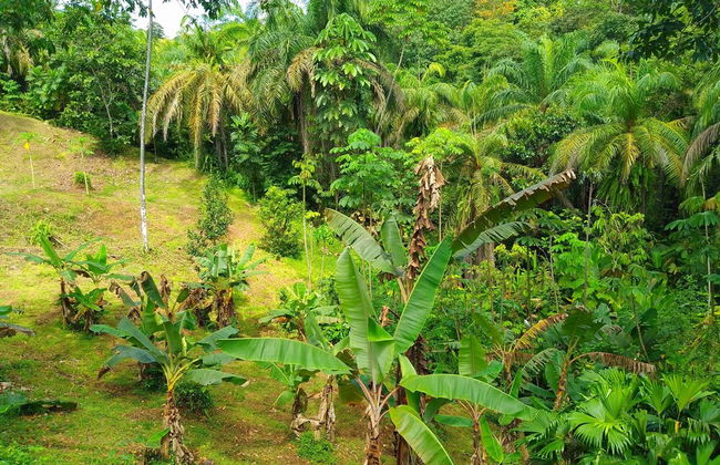 Corcovado Private Villas - Foto 44