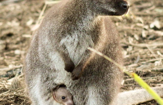 Free Spirit Pods - Foto 14