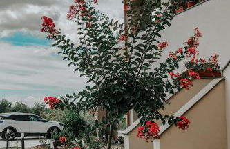 The Olive Grove in Tuscany - Foto 12