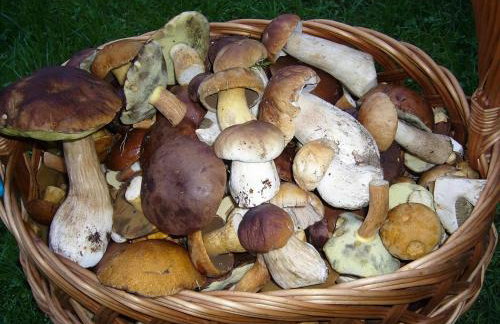 Comfortable holiday villa with fireplace, garden - Foto 30