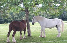 Maison à la Campagne - Foto 67