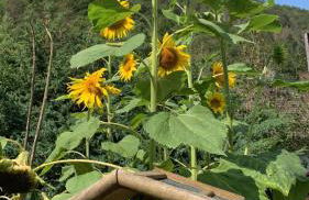 DeNi's Ferienwohnungen - Foto 27