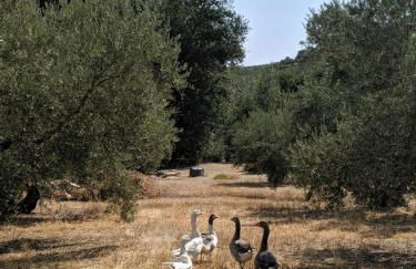 La Noguera de Baena - Foto 22