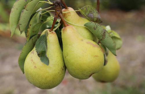 GITE MONTGOLFIÈRE 6 PERSONNES - Foto 43