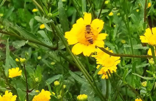 Cabana Linha Brasil - Foto 18