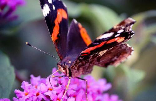 Tiny House Kotten Kunterbunt - Foto 26