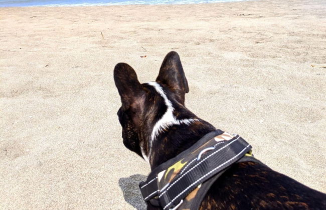 HOP Mykonos en Playa y Naturaleza de Chincha - Foto 34