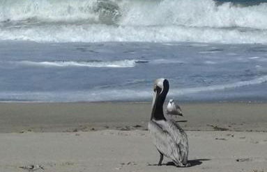 1 Beige Cozy Bungalow or 1 White Cozy Efficiency Cottage in Titusville - Foto 44