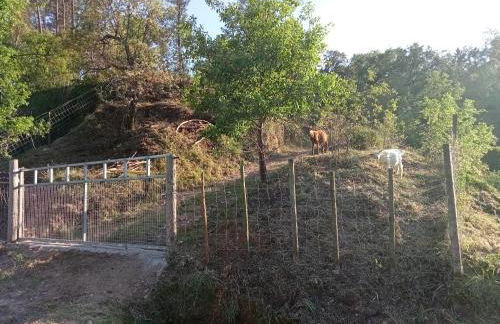 Alojamento Local - Casa Amarela - Foto 37