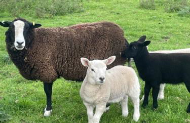 Corehouse Farm Cottages - Dairy, Granary & Sawmill - Photo 30